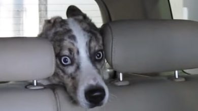 Nunca deixe seu cachorro dentro do carro no lava jato 7