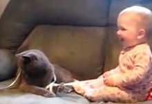 Momento Cuti Cuti: Cabo de guerra entre um Gato e um Bebê 49