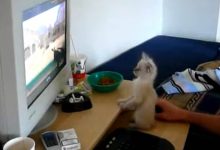 Gato viciado em Counter Strike 8