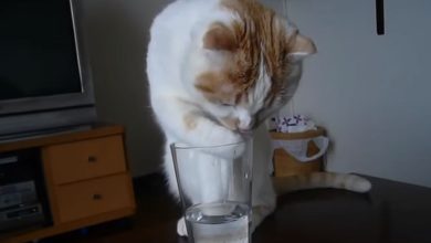 Gatinho bebendo agua 2
