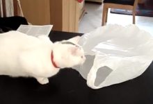 Curiosidade do gato VS Sacola plástica 8