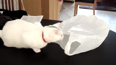 Curiosidade do gato VS Sacola plástica 2