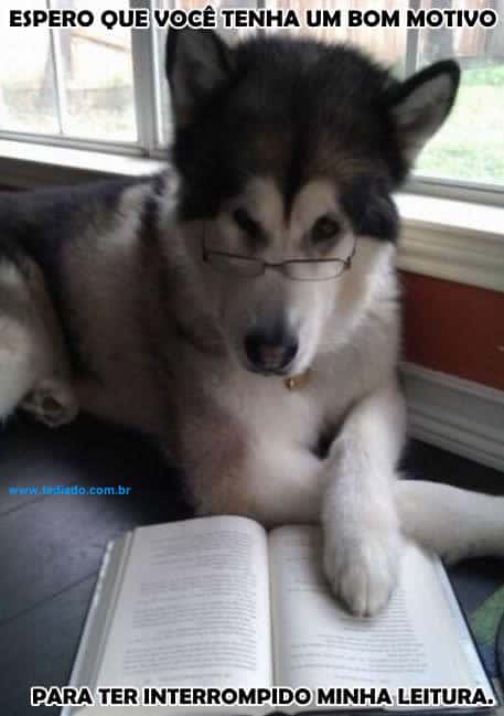 Atrapalhando a leitura do cão 5