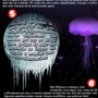 curiosidade