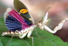Lindas fotos de insetos (20 fotos) 20