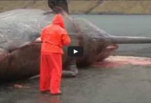 Cachalote explosão de uma barriga de uma baleia 7