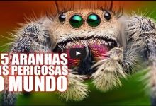 As 5 aranhas mais venenosas do mundo 6
