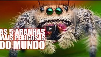 As 5 aranhas mais venenosas do mundo 1