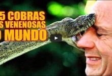 As 5 cobras mais venenosas do mundo 26
