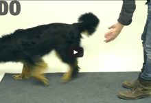 Veja a reação hilária dos cachorros ao ver seu petisco sumir da sua frente truque de mágica 10