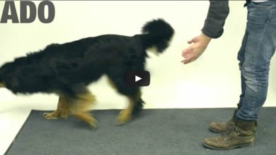 Veja a reação hilária dos cachorros ao ver seu petisco sumir da sua frente truque de mágica 8