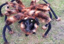 Pegadinha: Cachorro aranha 12