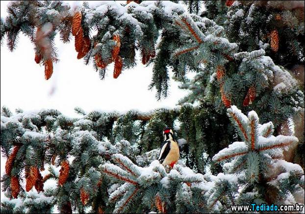 fotos-impressionantes-da-natureza-do-inverno-02