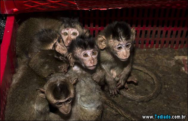 Long-tailed macaque babies are pictured inside a basket as police seized a truck smuggling them from Vietnam to China, in Changsha