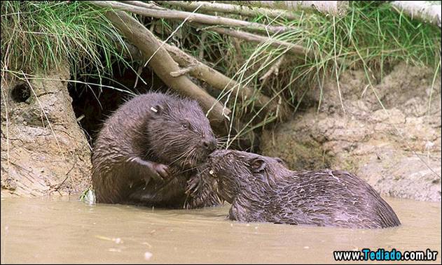 Beavers making countryside comeback