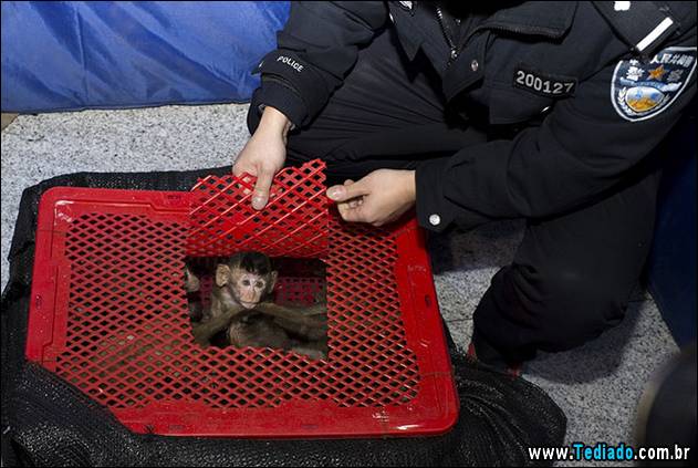 Long-tailed macaque babies are seen inside a basket as police seized a truck smuggling them from Vietnam to China, in Changsha