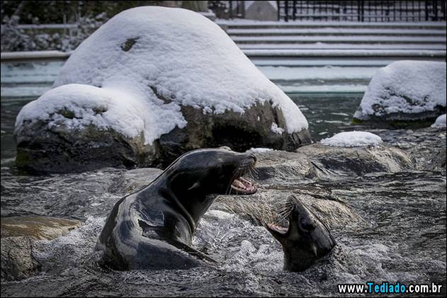 Two California Sea Lions play in the pool at New York's Central Park Zoo following an early morning snowfall