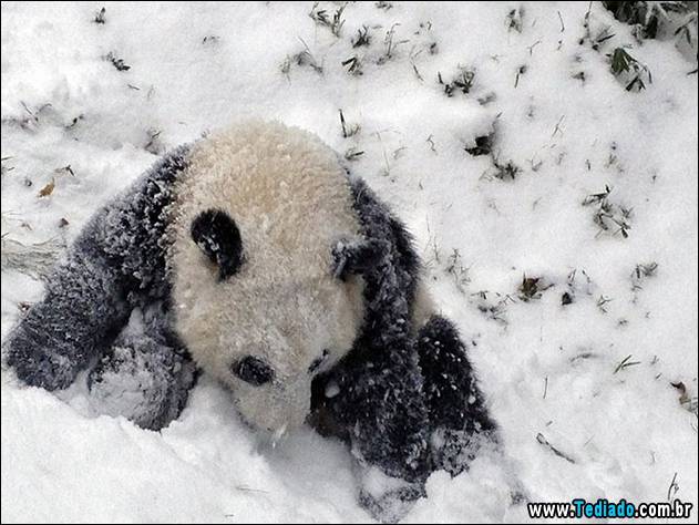 Sixteen-month-old Giant panda cub Bao Bao plays in the snow at the Smithsonian's National Zoo in Washington