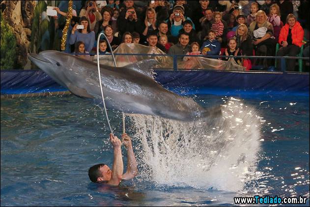 Atlantic Bottlenose dolphin performs tricks with its trainer during a New Year's Dolphin Show in Russia's Siberian city of Krasnoyarsk