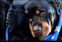 Rottweiler chora a morte do seu irmão 9