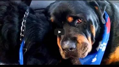 Rottweiler chora a morte do seu irmão 6