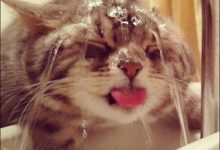 35 gatos que não têm medo de água 52