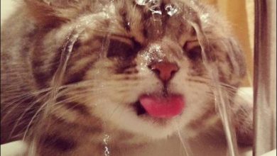 35 gatos que não têm medo de água 3