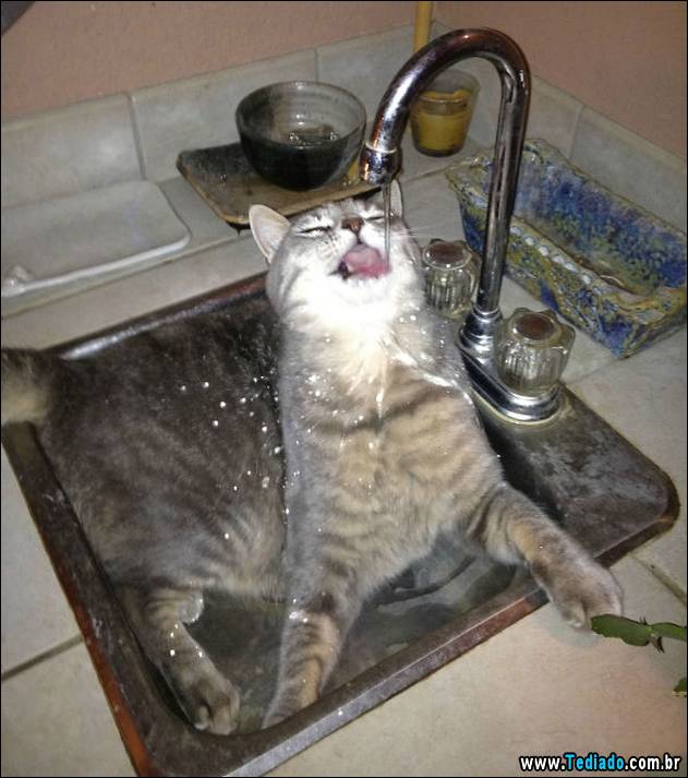 gatos-que-nao-tem-medo-de-agua-11