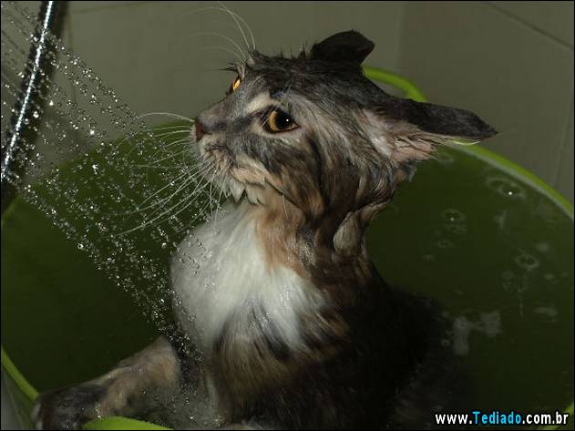 gatos-que-nao-tem-medo-de-agua-19