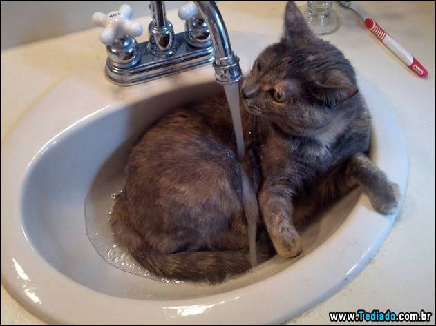 gatos-que-nao-tem-medo-de-agua-29