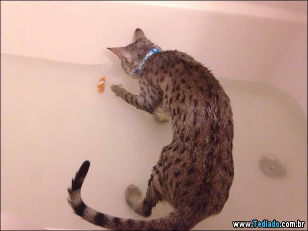 gatos-que-nao-tem-medo-de-agua-33