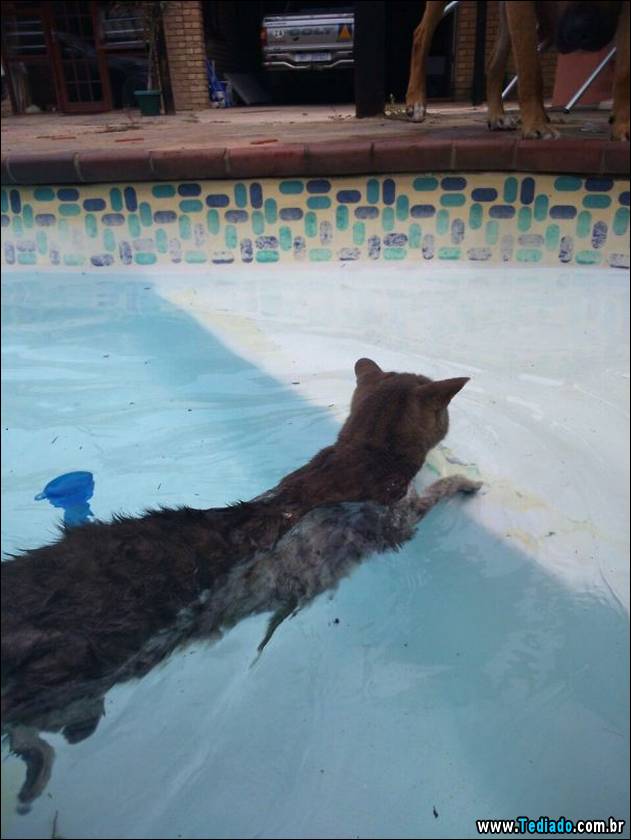 gatos-que-nao-tem-medo-de-agua-35