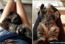 Antes e Depois - Gatos (15 fotos) 9