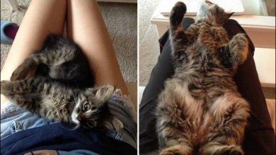 Antes e Depois - Gatos (15 fotos) 3