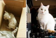 Antes e Depois da doação - Gatos 11