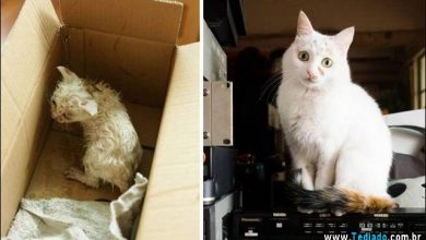 Antes e Depois da doação - Gatos 50