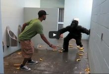 Pegadinha: Escape do gorila no banheiro 55