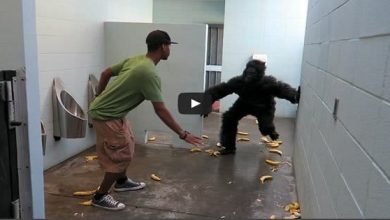 Pegadinha: Escape do gorila no banheiro 5
