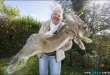 Darius - O maior coelho do mundo 22