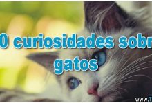 60 curiosidades sobre gatos 8