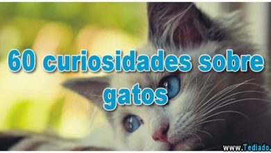 60 curiosidades sobre gatos 6