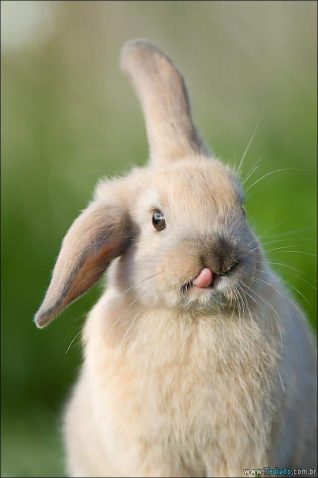 os-coelhos-mais-fofos-do-mundo-10
