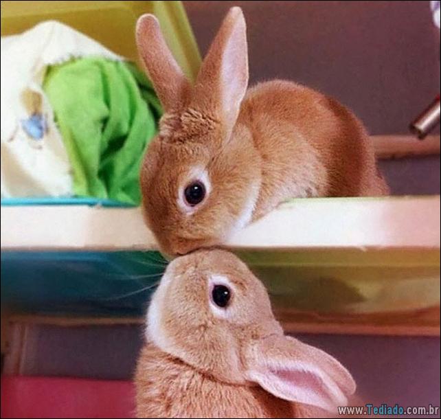os-coelhos-mais-fofos-do-mundo-11