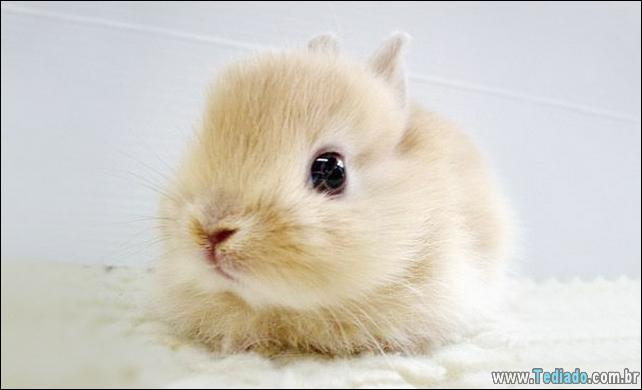 os-coelhos-mais-fofos-do-mundo-14