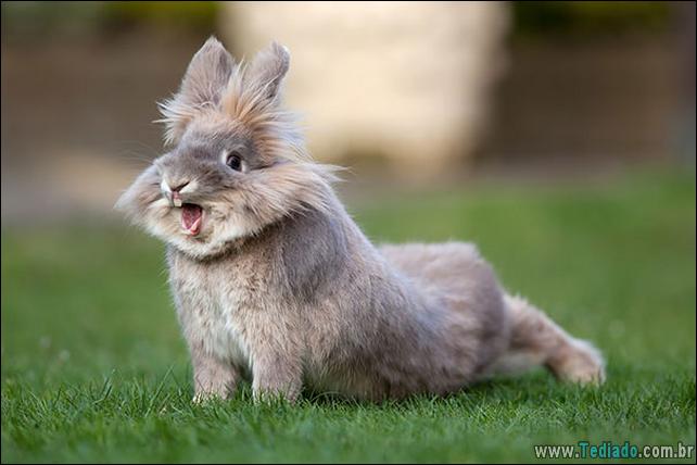 os-coelhos-mais-fofos-do-mundo-17