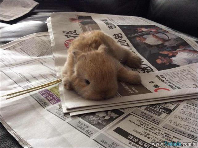 os-coelhos-mais-fofos-do-mundo-18