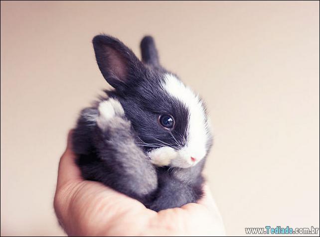 os-coelhos-mais-fofos-do-mundo-22