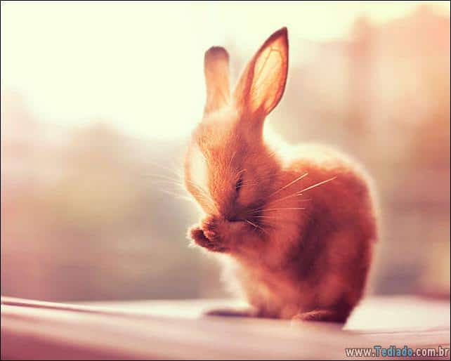 os-coelhos-mais-fofos-do-mundo-23