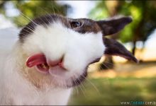 27 coelhos mais fofos do mundo 11