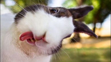 27 coelhos mais fofos do mundo 26